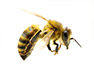 footer image